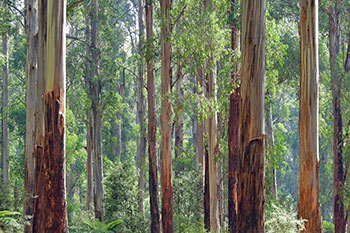 Eucalypt forest
