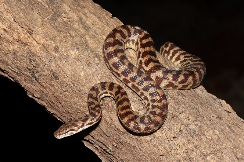 A brown spotted python coiled on a tree branch at night