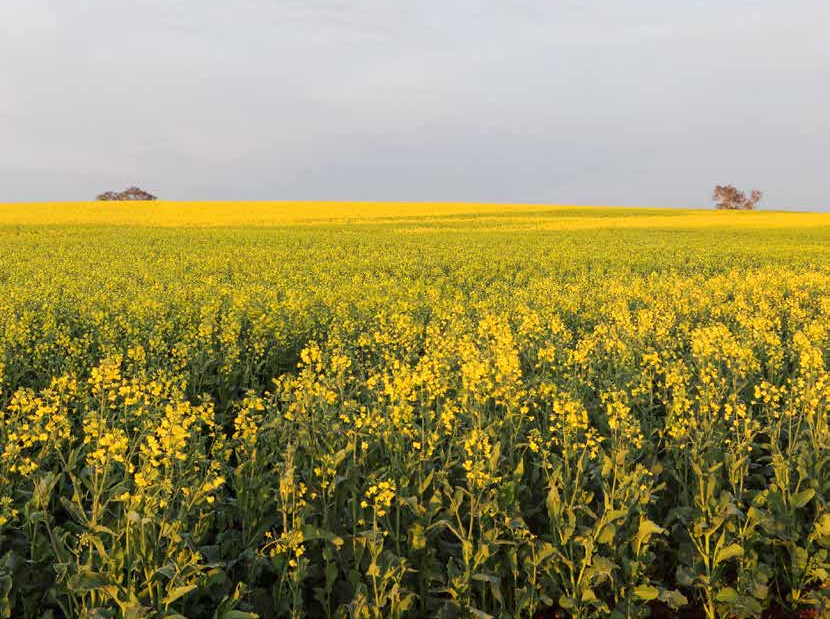 Genetic modification of crops